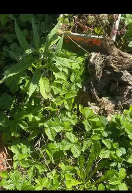 plants de fraises des bois