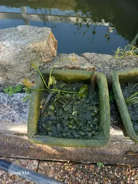 Donne plantes de bassin