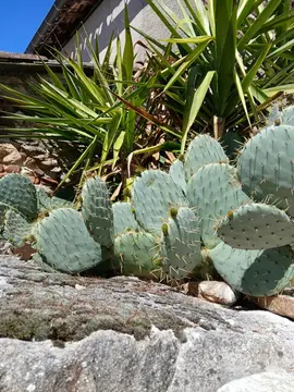 bouture de cactus
