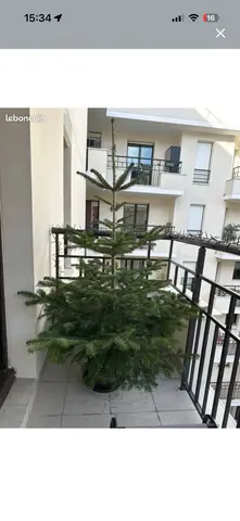 sapin normal dans son pot avec racine