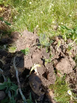 plants de topinambours