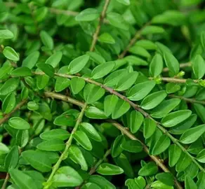 1 pied de lonicera couvre sol