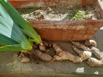 Rhizomes iris violet