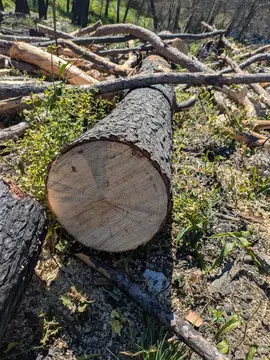 donne bois de chauffage pin