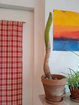 cactus de 55cm