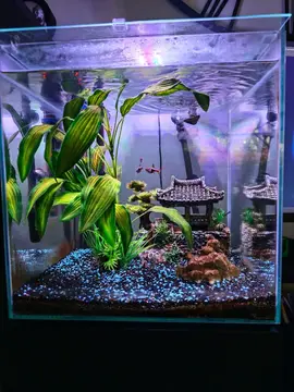 Aquarium SANS poissons