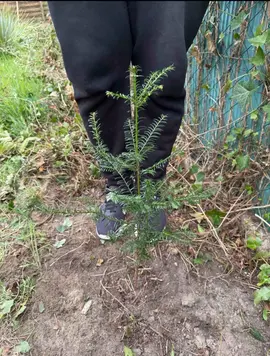 URGENT Jeune sapin