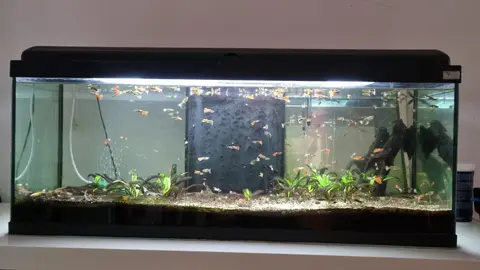 Aquarium avec guppys