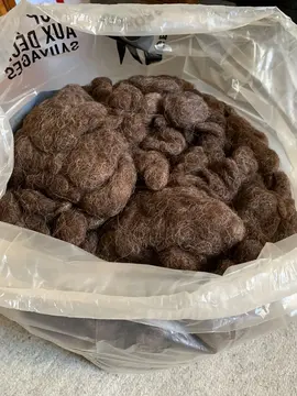 laine de moutons noirs pour rembourrage