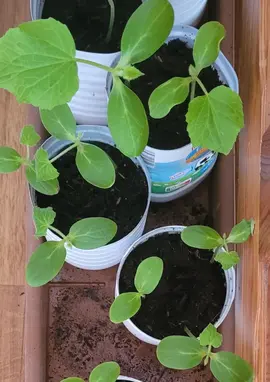 3 plants de concombres par pot