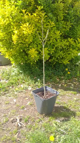 Petit hibiscus (plante extérieur)