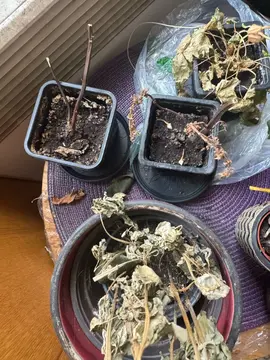 pot plastique + terre provenant de plantes aromatiques qui ont seché