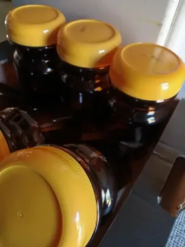 bocaux de chicorée (6)