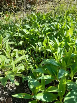 plantes a fleurs pour le jardin