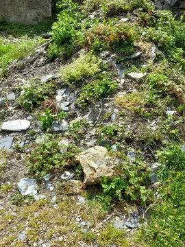 Gravats à récupérer