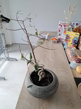 banzai 65 cm de haut