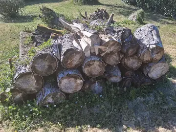 donne bois de chauffage bouleau