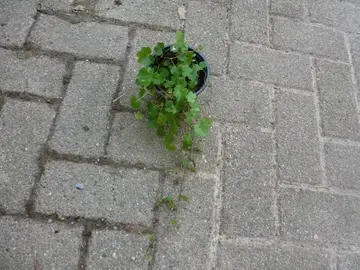 petite plante retombante