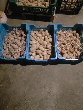 semences pomme de terre