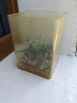 petit terrarium ou aquarium en plastique
