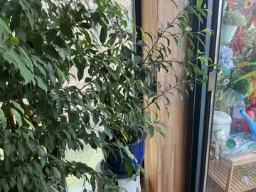 donne plantes avec leurs pot