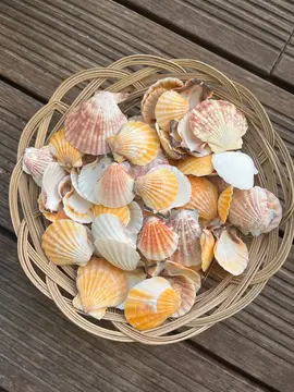 panier de coquillages