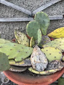 oreille figuier barbarie