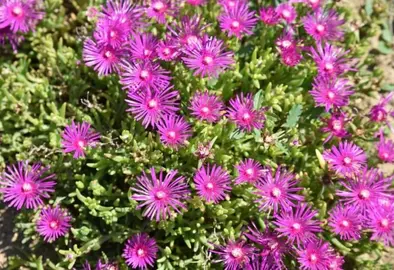 Tiges de delosperma à replanter
