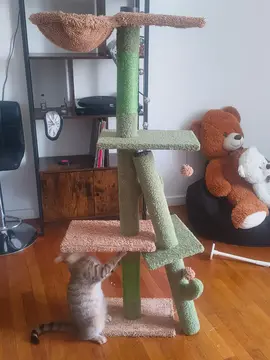 Arbre à chat cactus à réparer