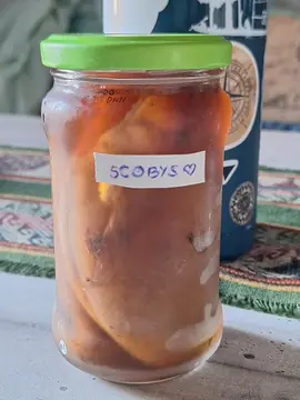 SCOBY pour Kombucha