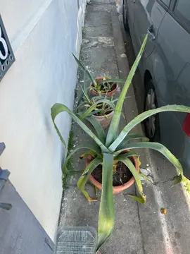 Agave