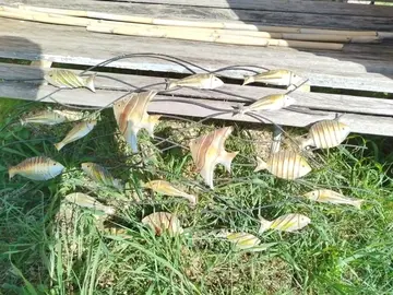 décoration en metal avec poissons