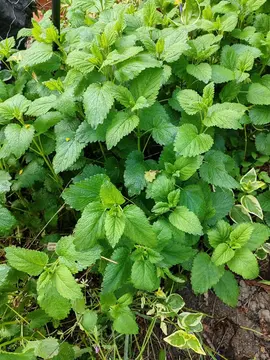 Mélisse citronnelle