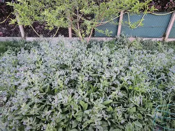 Plants de consoude