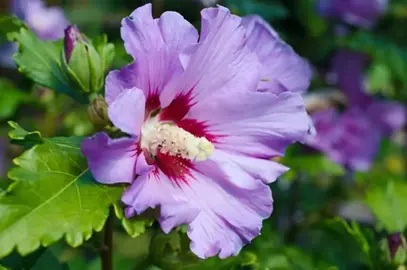 1 petit pied hibiscus