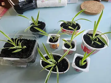 plante araignée chlorophytum