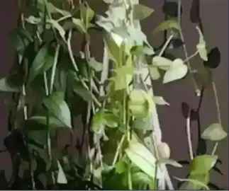 boutures de plante misere Tradescantia