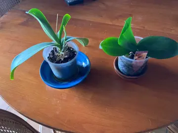 2 orchidées