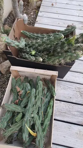 Lot de boutures Cactus