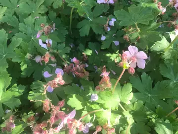 pieds de géraniums vivaces