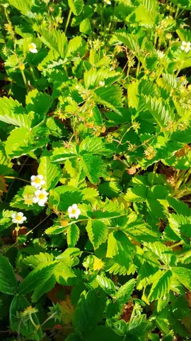 pieds de fraises des bois
