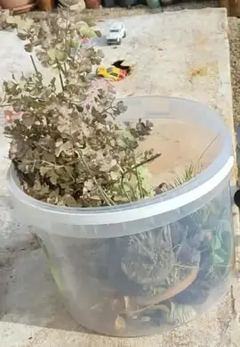 décor aquarium