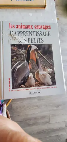 Les animaux sauvages L'apprentissage des petits