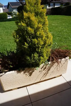 2 cyprès doré conifère ornemental