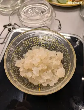 Grains de kefir