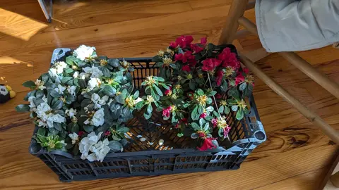 deux azalées et un cyclamen (plus une orchidée)