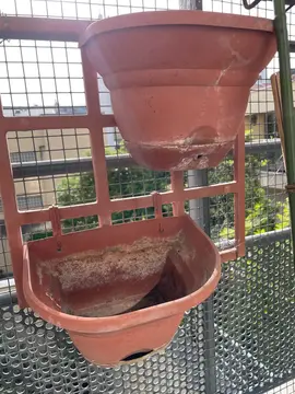 suspensions plantes