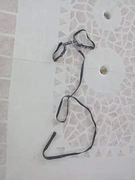 harnais et laisse pour chat