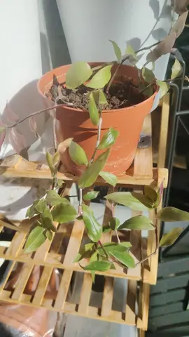 Misère (Tradescantia)