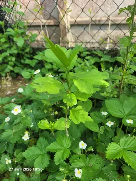 althea violet